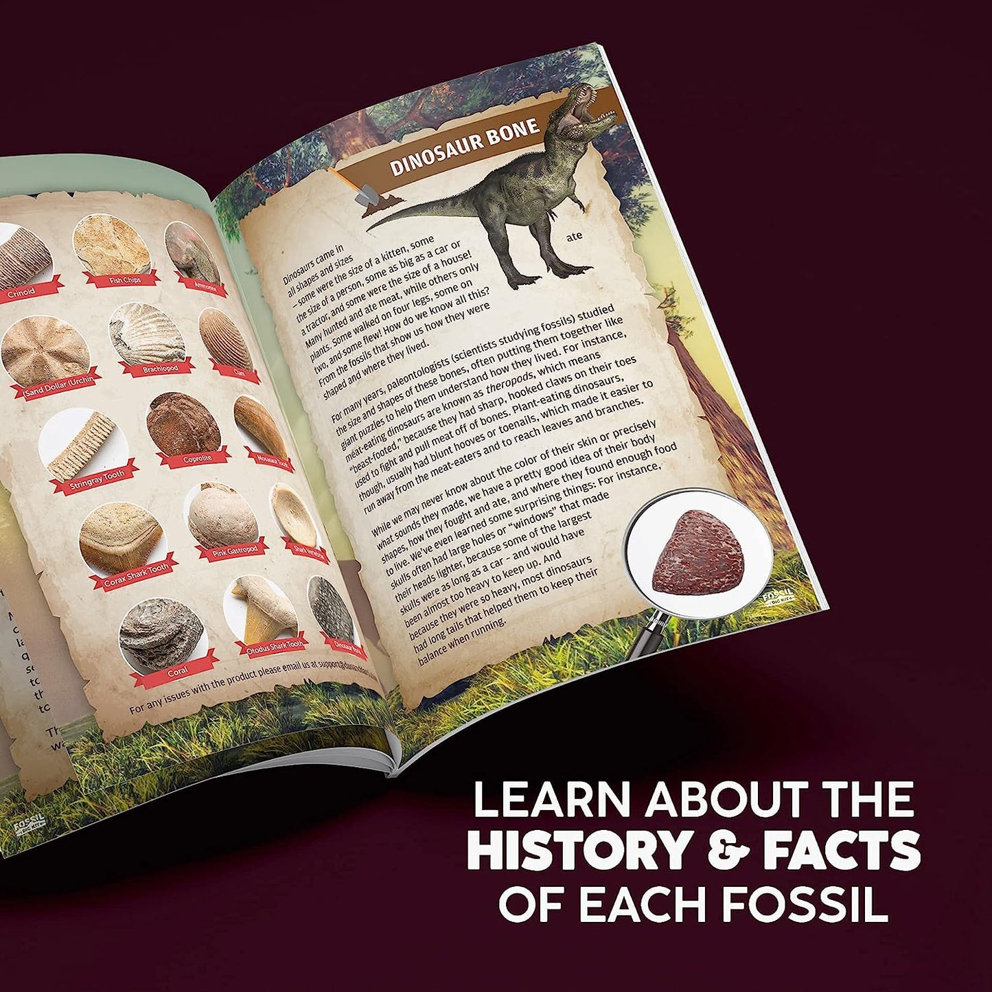 Mega Fossil Dig Kit